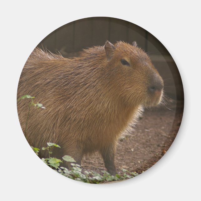 Capybara Magnet (Front)