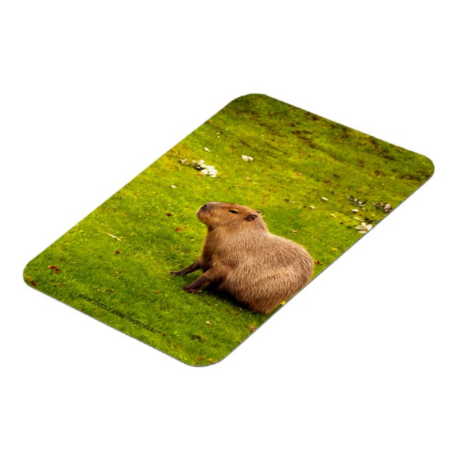 Capybara Magnet (Left Side)