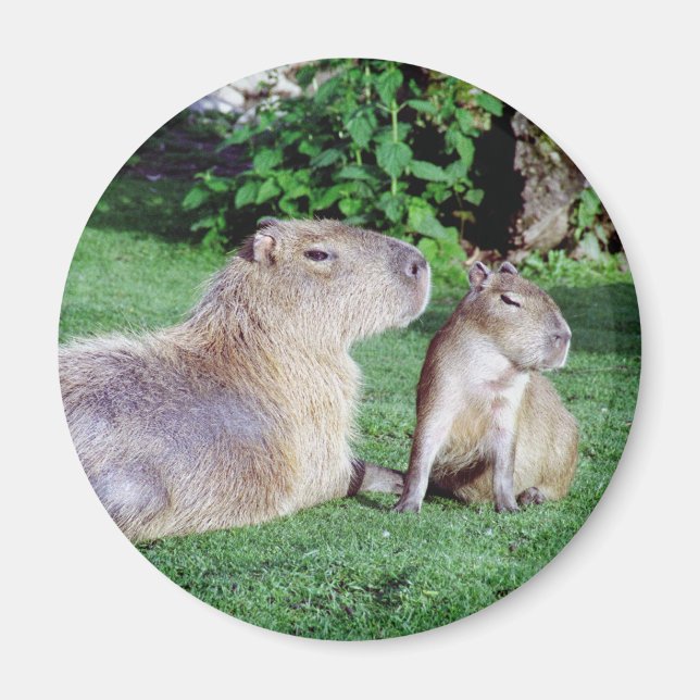 Capybara Mom and Son Magnet (Front)