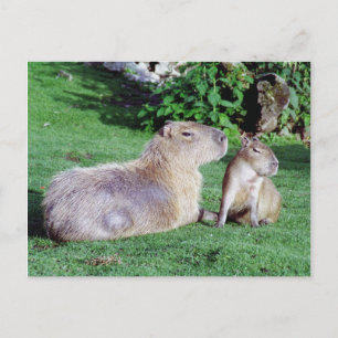 Capybara Mom and Son Postcard