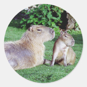 Capybara Mom and Son Stickers
