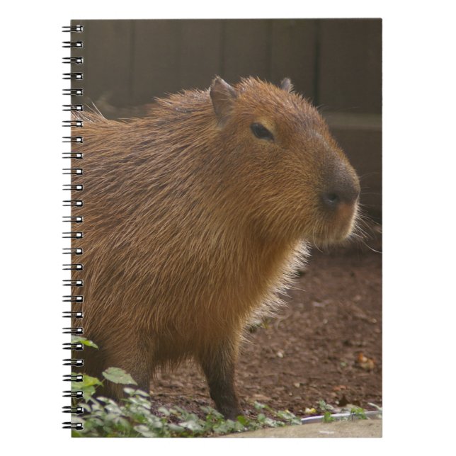 Capybara Notebook (Front)