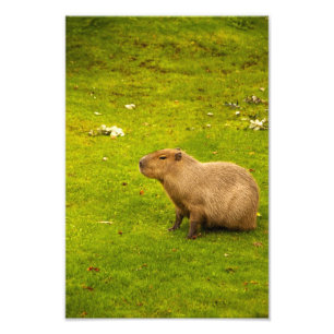 Capybara Photo Print