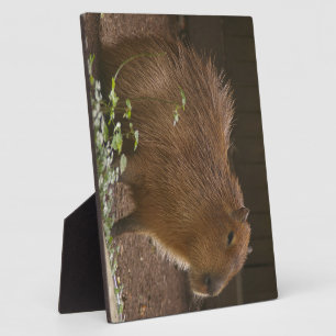 Capybara Plaque