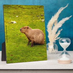 Capybara Plaque
