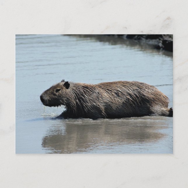 Capybara plunging into water postcard (Front)