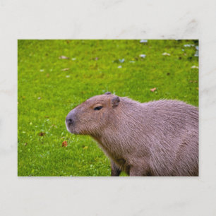 Capybara Postcard