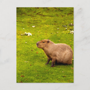 Capybara Postcard
