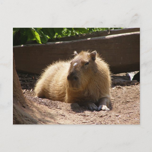 Capybara Postcard (Front)
