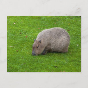 Capybara Postcard
