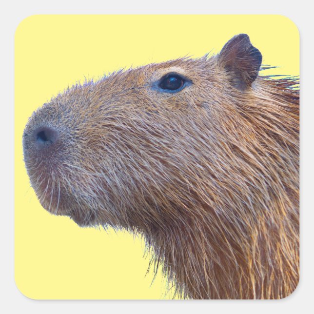 Capybara Square Sticker (Front)