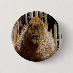 Capybara Staring 2 Inch Round Button