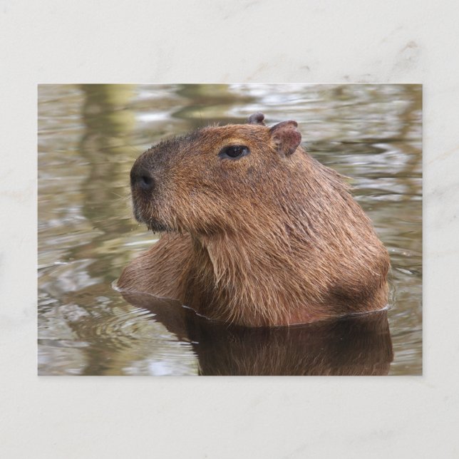 Capybara Swimming Postcard (Front)