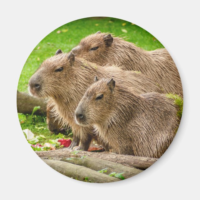 Capybara Trio Magnet (Front)