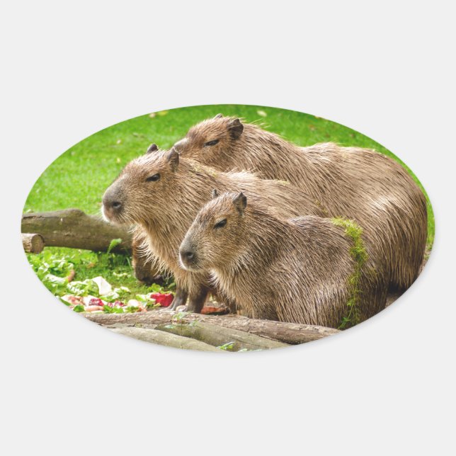 Capybara Trio Oval Sticker (Front)