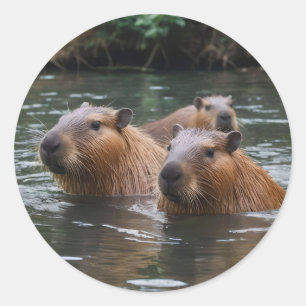 Capybaras' Swimming In The River, Classic Round Sticker