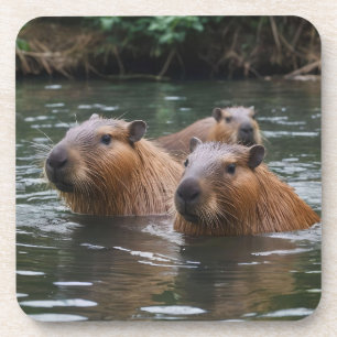 Capybaras' Swimming In The River, Coaster