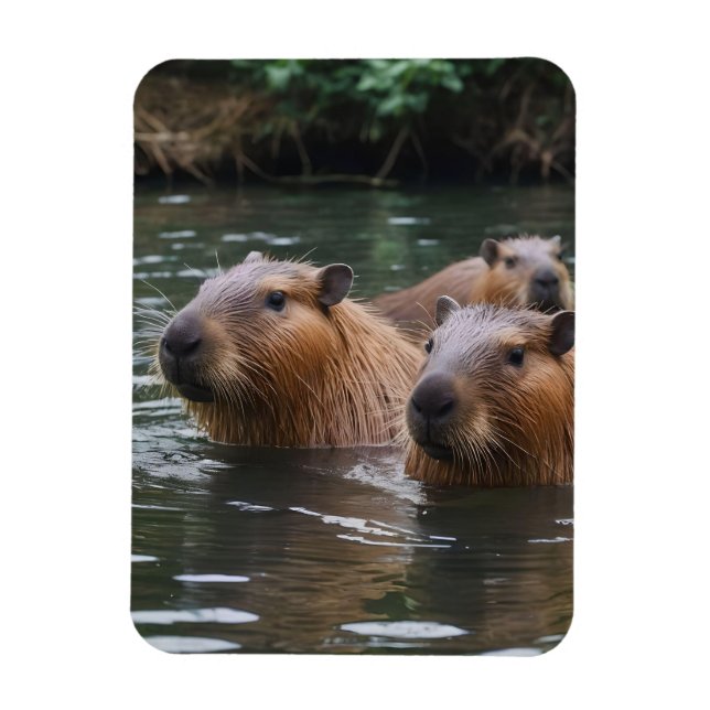 Capybaras' Swimming In The River,  Magnet (Vertical)