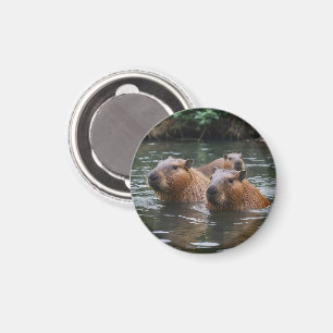 Capybaras' Swimming In The River,  Magnet