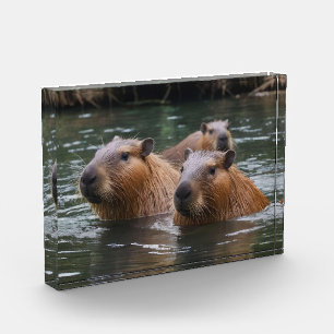 Capybaras' Swimming In The River, Photo Block
