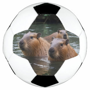 Capybaras' Swimming In The River,  Soccer Ball