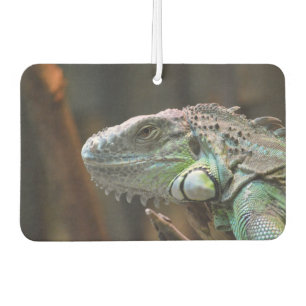 Car Air Fresheners with beautiful Iguana lizard