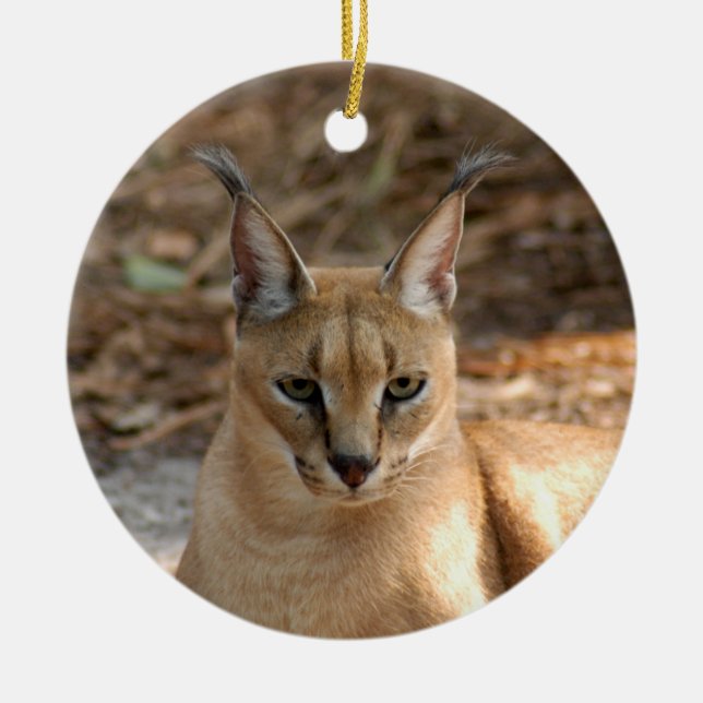 Caracal Lynx Christmas Ornament (Front)