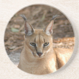 Caracal Lynx Coaster