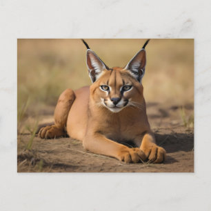 Caracal on savanna postcard