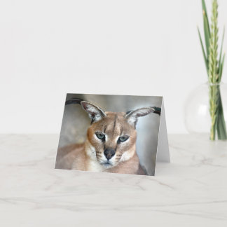 Caracal Wild Cat Note card