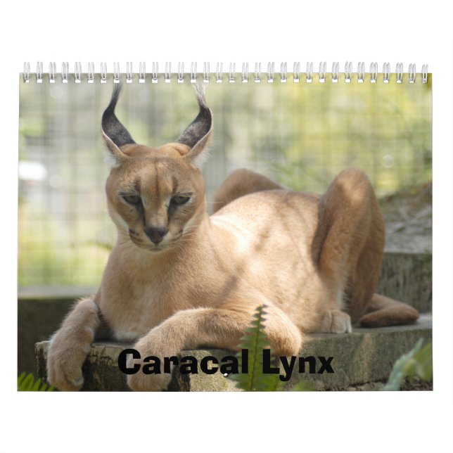 CaracalBCR058, Caracal Lynx Calendar (Cover)