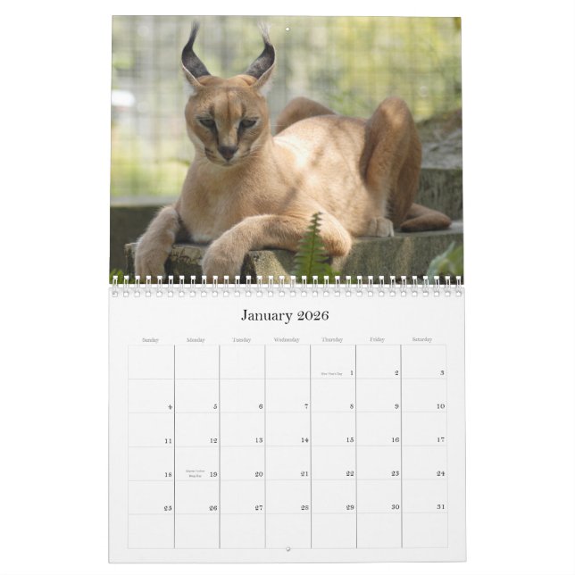 CaracalBCR058, Caracal Lynx Calendar (Jan 2026)