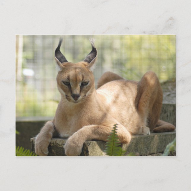 CaracalBCR058 Postcard (Front)