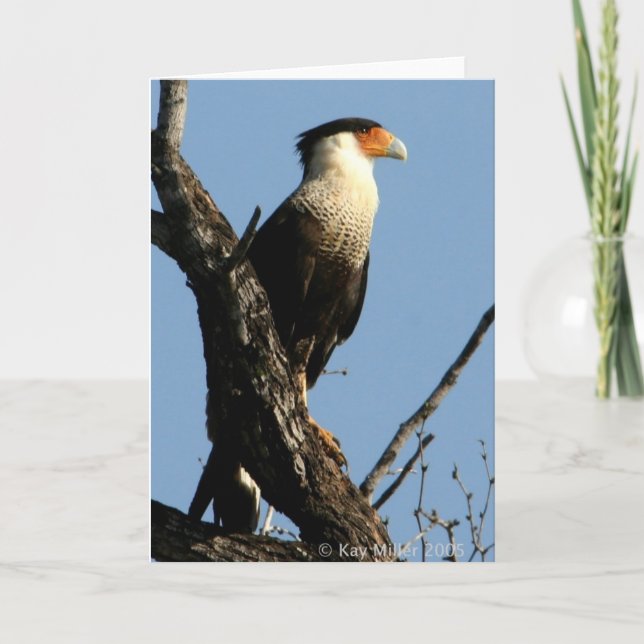 CARACARA-1-04 CARD (Front)