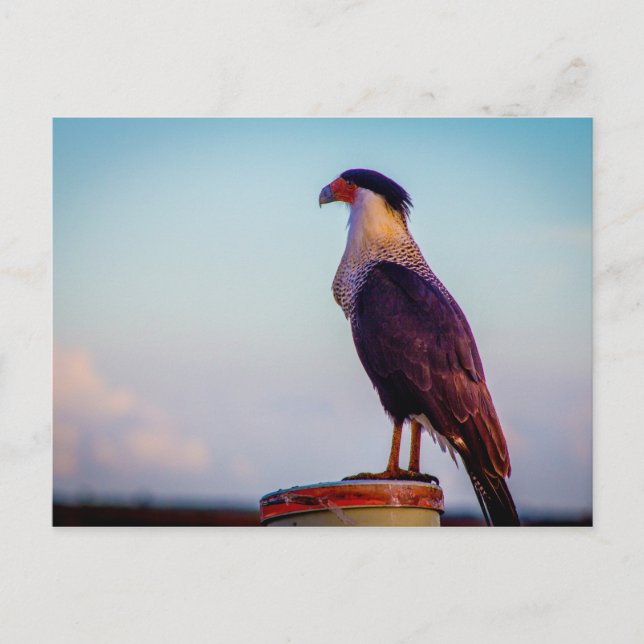 Caracara, Kissimmee Prairie State Park, Florida Postcard (Front)
