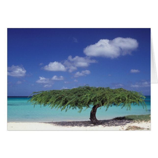 Caraïbes, Aruba. Eagle Beach (Devant horizontal)