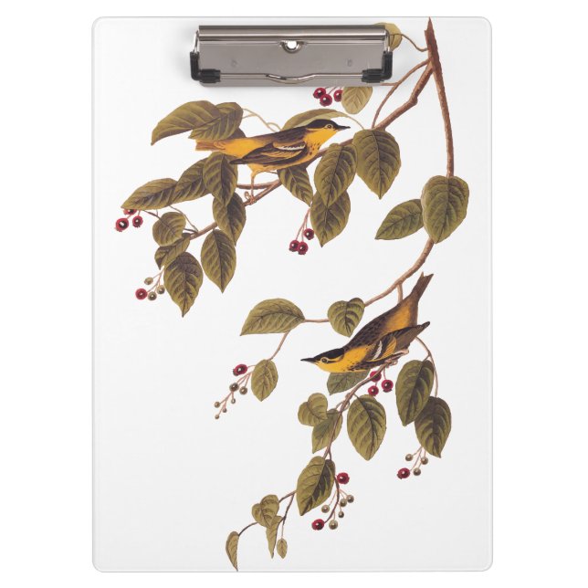 Carbonated Warbler Audubon Bird Clipboard (Front)