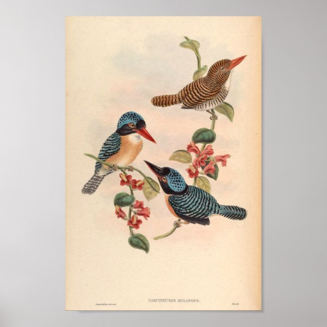 Carcineutes Melanops Kingfisher Vintage Bird Asia Poster (Front)