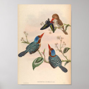 Carcineutes Puchelius Kingfisher Vintage Bird Asia Poster