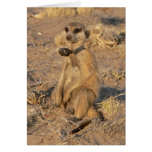 Card 9 - Gazebo Frisky (Front)