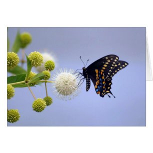 Card - Black Swallowtail 181