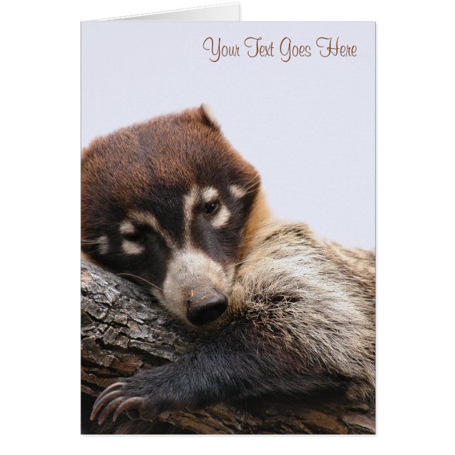 Card: Coatimundi #4 (Portrait) (Front)