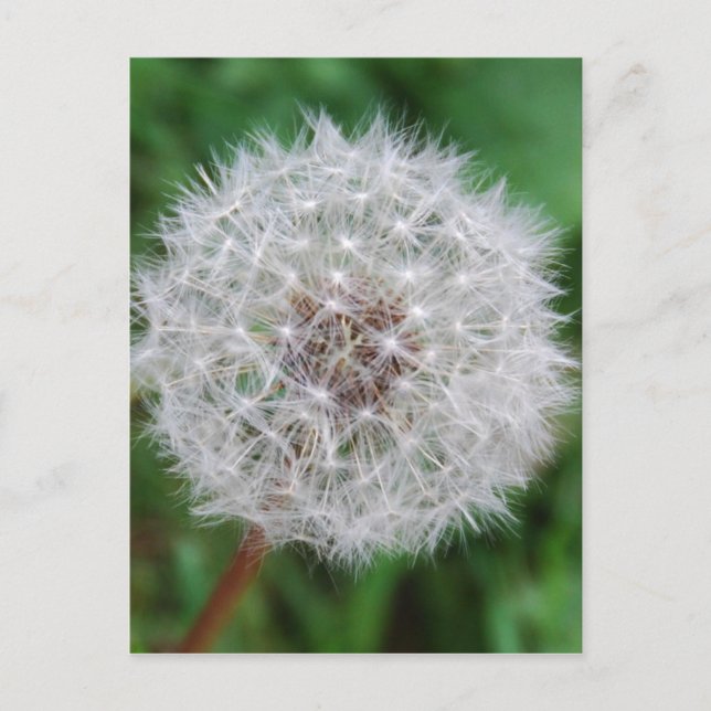 Card Dandelion Clock (Front)