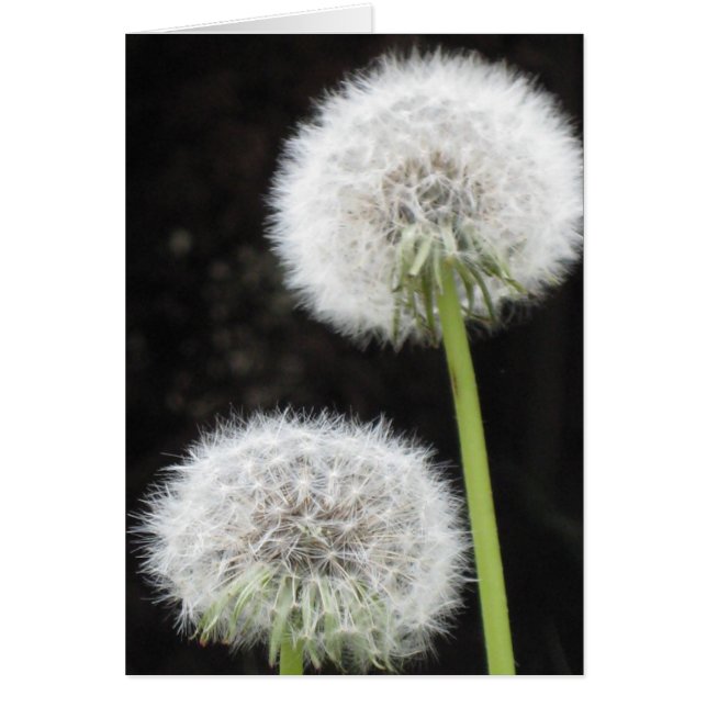 Card - Dandelions (Front)