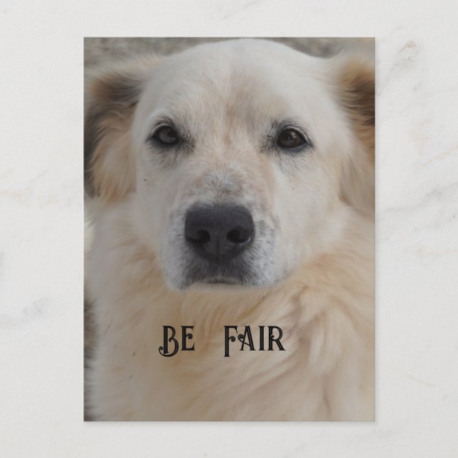 Card, Golden Retriver Postcard (Front)