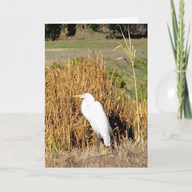 Card - Greeting - Egret in Grass (Front)