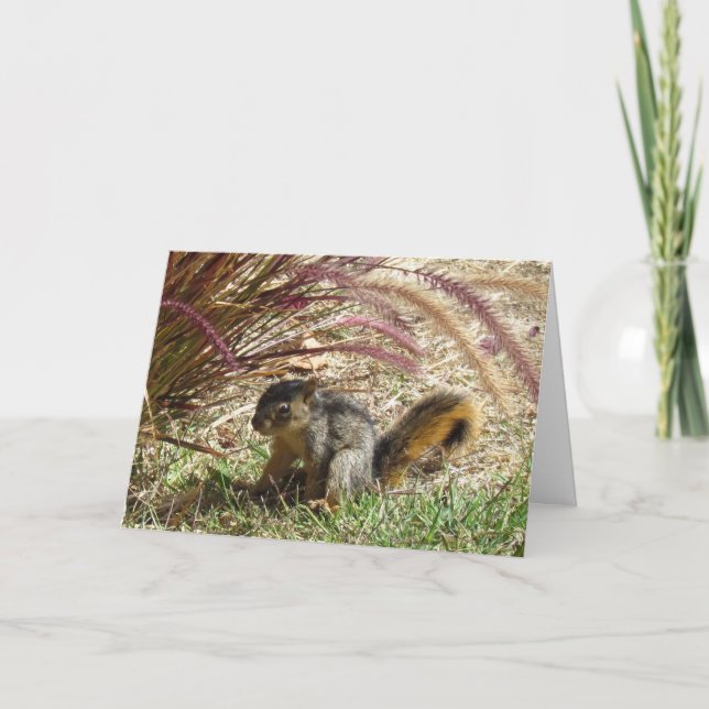 Card - Greeting – Squirrel in the Shade (Front)