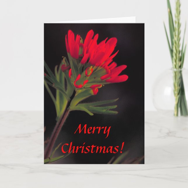 Card / Indian Paintbrush / Christmas (Front)