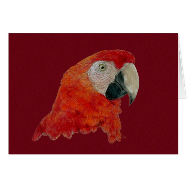 Card - Macaw (Front Horizontal)