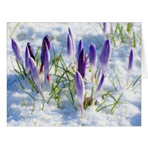 Card Purple Crocus Flower in Snow